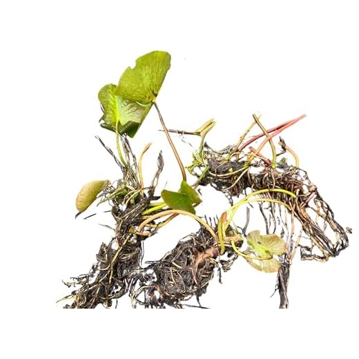 Fragrant White Water Lily Live Plant