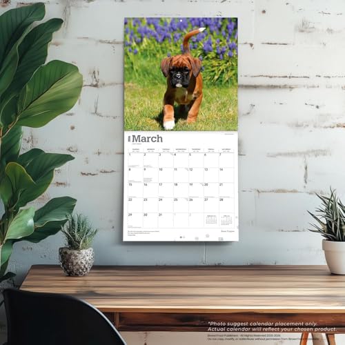 Boxer Puppies – Boxer Welpen 2026 – 16-Monatskalender: Original BrownTrout-Kalender [Mehrsprachig] [Kalender] (Wall-Kalender)