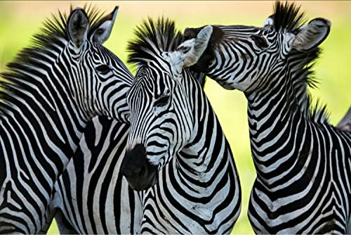 Tableau 5D peinture diamant Afrique série collecteur