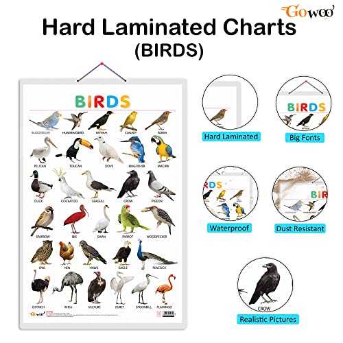Image of GO WOO Combo of 2 Alphabet and Birds Educational Posters for Preschool Kids Classroom Study | Learning- Charts for Kids Learning (20 inchX30 inch Inches)