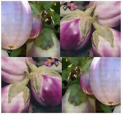 (100) ROTONDA BIANCA sfumata DI ROSA ITALIEN graines Aubergine