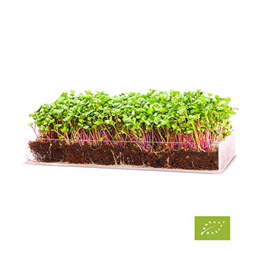Garden Pocket Bandeja Large Brotes Germinados Bandeja Sustrato de ...
