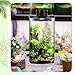 Maxdot Glass Plant Terrarium Kit with Light for Succulent, Moss, Miniature Gardening Landscape, Betta Fish Tank, Office Home Decoration, Plant Lovers Gifts (7.9 x 3.9 Inch)