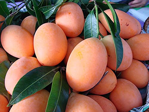 M-Tech Gardens Rare Maparang Exotic Tropical Fruit Live Plant