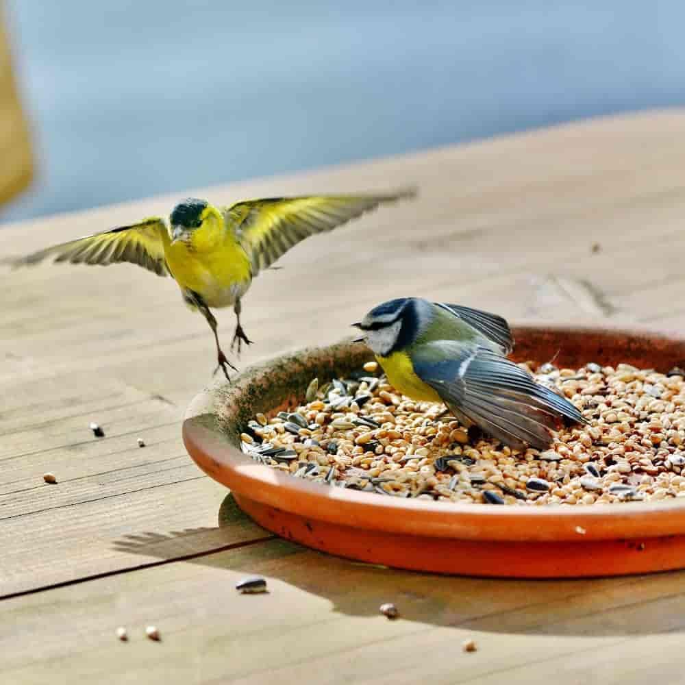 KLASEBO Streufutter 25 kg, Vogelfutter Wildvogelfutter 4 Jahreszeiten Premium Mischung