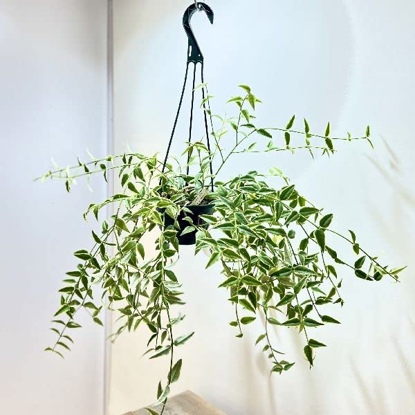 Amazon｜観葉植物：ホヤ セブンスター 斑入り*吊り鉢 5号｜観葉植物