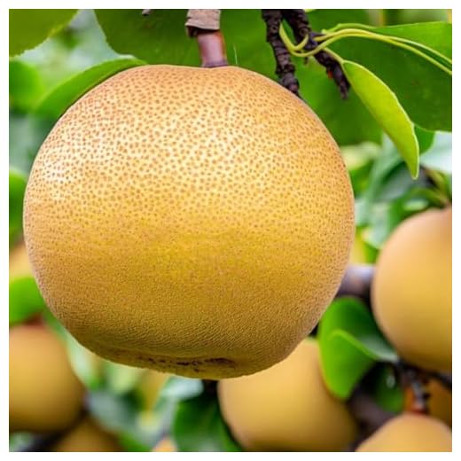 Asian Pear (Pyrus pyrifolia) 10 Pyrus pyrifolia (Asian Pear, Chinese Sand Pear, Japanese Pear, Sand Pear) Fruit Seeds, Sweet, Crisp and Grainy Fruit, Seeds by MySeeds.Co, You Choose The Amount (0.25 oz)