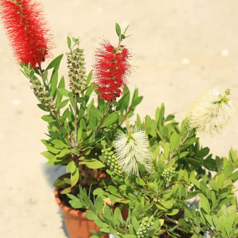 【希少】魔法のオレンジの木 楽天市場】ブラッドオレンジの苗木 8号 樹高1.3m前後(鉢底から