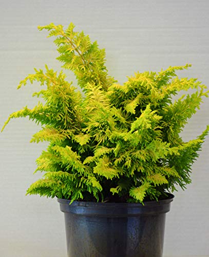 Hinoki Scheinzypresse Chamaecyparis obtusa Fernspray Gold 20-25 cm hoch im 2 Liter Topf