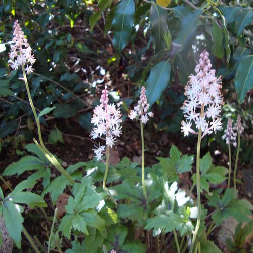 100 graines de fleurs de tiaré fraîches