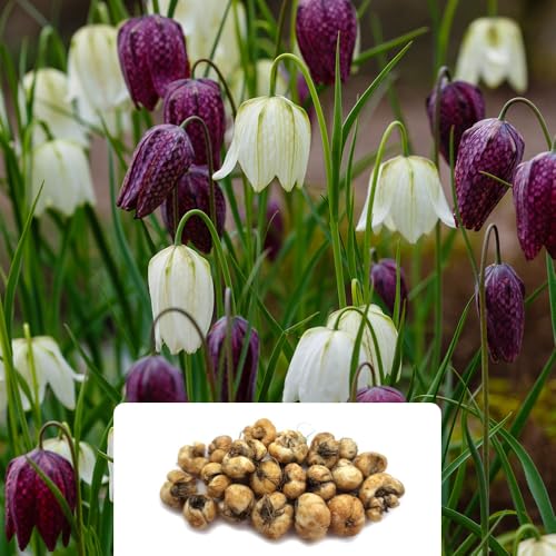 Image of 20 Fritillaria Meleagris Bulbs – Snake's Head Fritillary – Spring Flowering Perennials – Maroon to Lilac-Pink Blooms – Hardy for UK Gardens & Climate Conditions