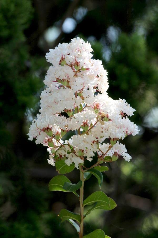 GreenCaart Furush Lagerstroemia Flower Live Plant White Colour (Pack of 1) (B0B51S48LL) Amazon Price History, Amazon Price Tracker