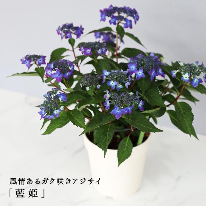 Amazon.co.jp: 吉岡麗子さんの山アジサイ 藍姫 ブルー 4号鉢