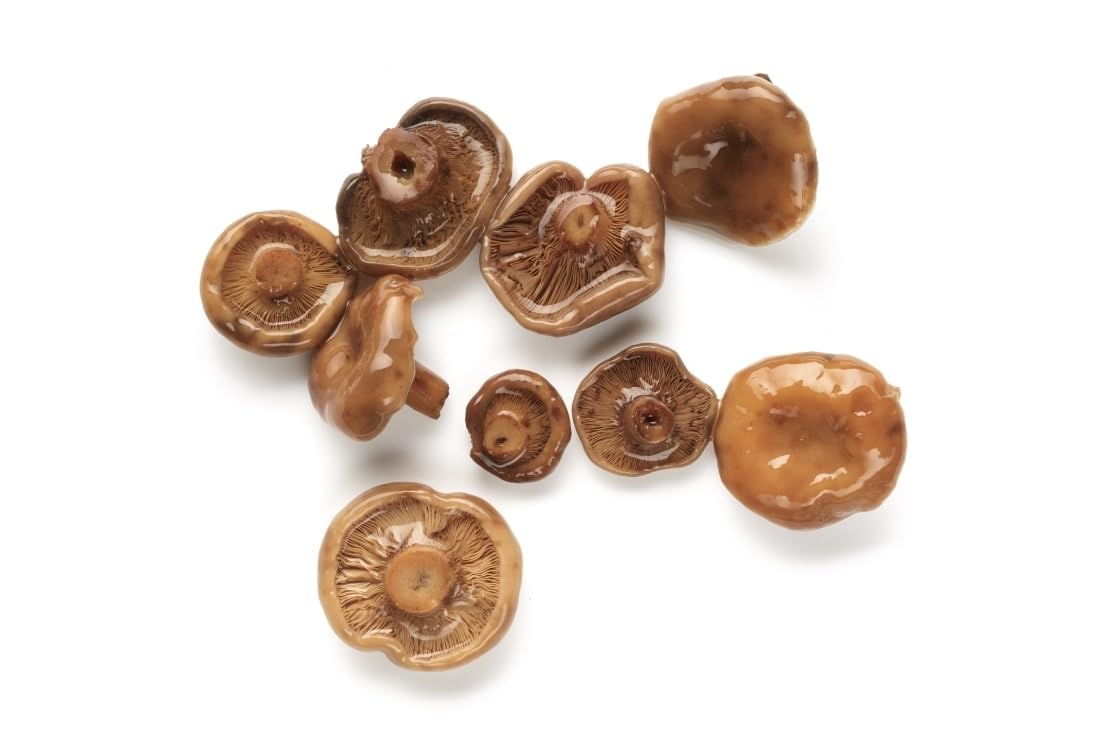 Níscalo Botón – Cap d’Urdet | Setas Silvestres 300 g