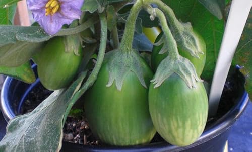 Buy4seeds 15 Emerald Isle Green Aubergine Seeds Easy to Grow Garden and Useful for Gifts