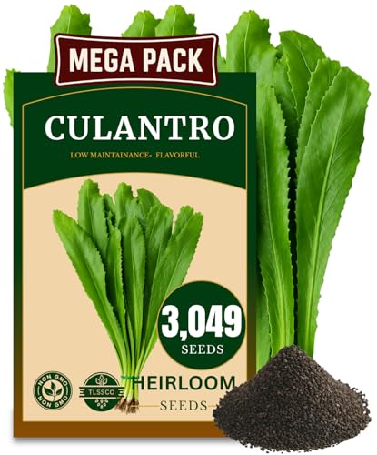 3049+ Culantro Seeds - Heirloom Herb Seeds for Planting Slow-Bolting Flavorful Cilantro Alternative Great for Outdoor Herb Gardens (Eryngium foetidum)