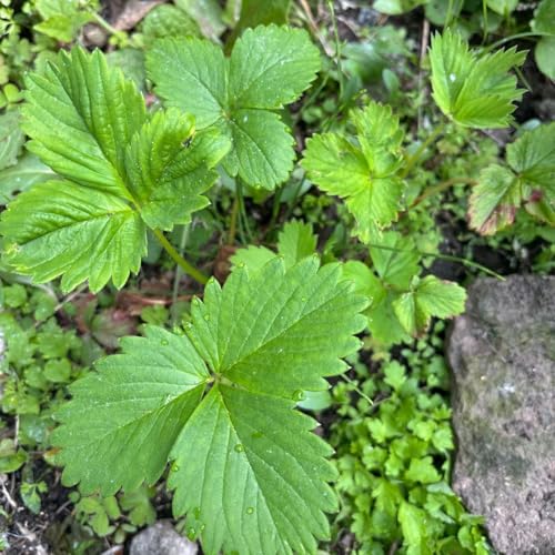 北海道産 白いちごの苗 二つ苗 3年株 - ノーブランド品 - 商品画像