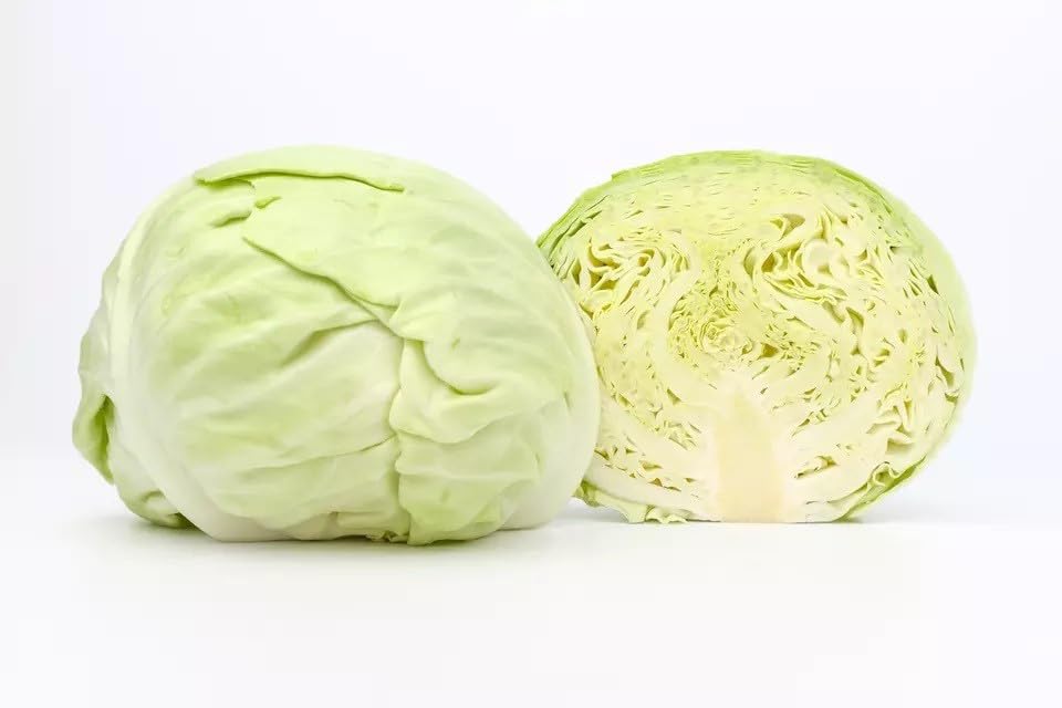 Willvine Round Shape Green Ball Style Cabbage-PUA-10D-image-20