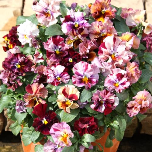 花苗 パンジー キャンティルージュミックス（花色無選別） 3株 / 国華園 25年秋商品のサムネイル