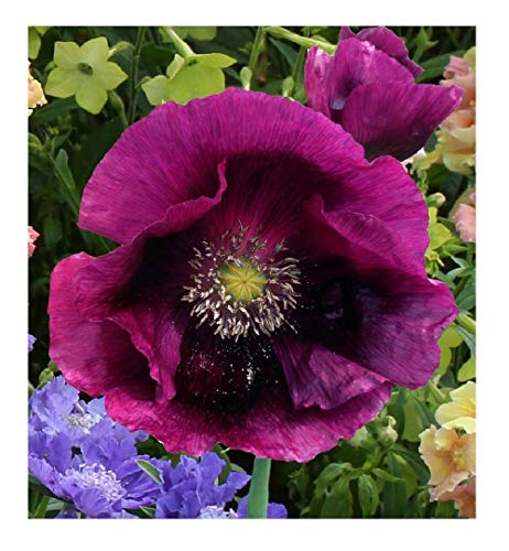 250 Papaver Poppy Laurens Grape Seeds - 250 Purple Poppy Seeds