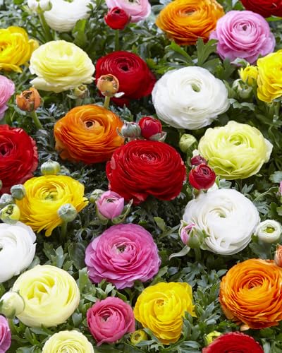 Mixed Peony Ranunculus Bulbs - 12 Large Size Corms for Vibrant Multi-Color Blooms Ideal for Gardens and Bouquets