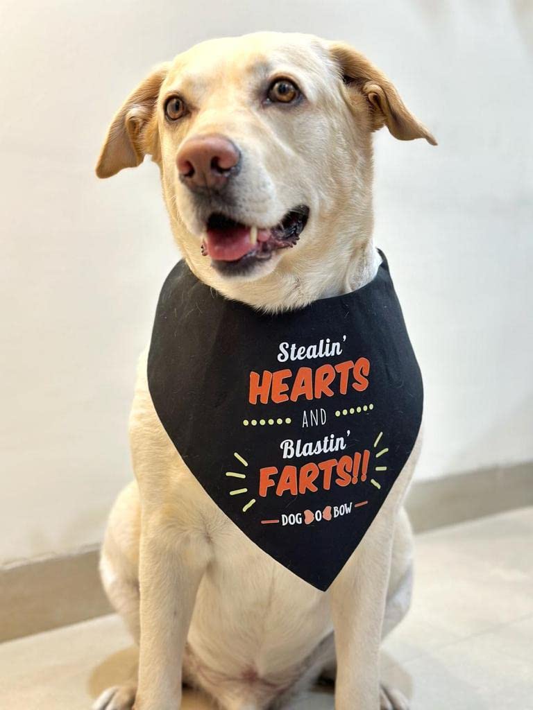 Dog-O-Bow Stealin' Farts Scarf for Dogs (Small)