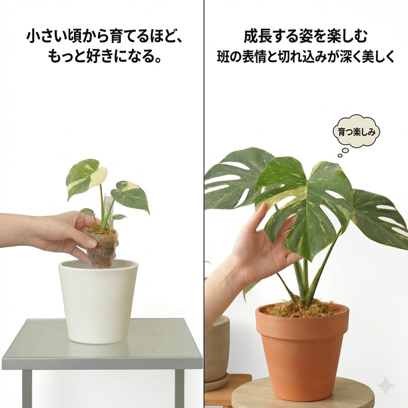 Amazon｜JolieNursery（ジョリーナーセリー）斑入りモンステラ デビル