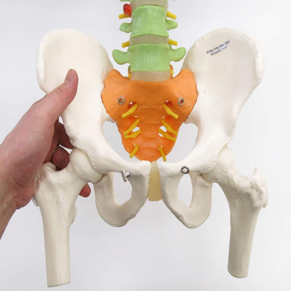 3B Scientific naukowy dydaktyczny elastyczny kręgosłup z głową kości udowej darmowe oprogramowanie anatomiczne - 3B Smart Anatomy