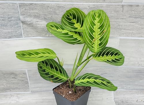 Maranta Lemon Lime Prayer Plant Live | 3' Nursery Pot | Rare Exotic Tropical Indoor Houseplants...