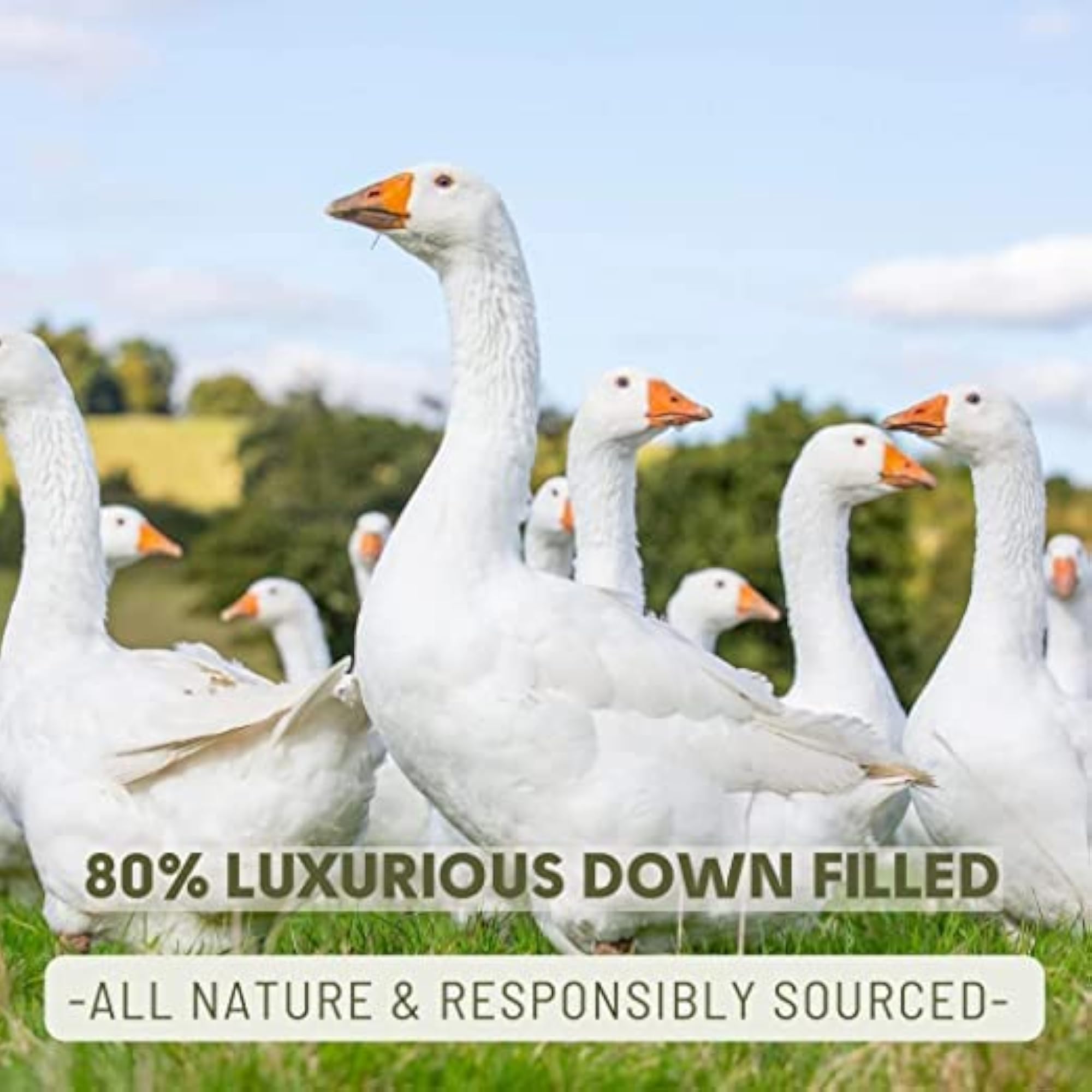 Cotton White Goose Down and Feather Pillow, King Size