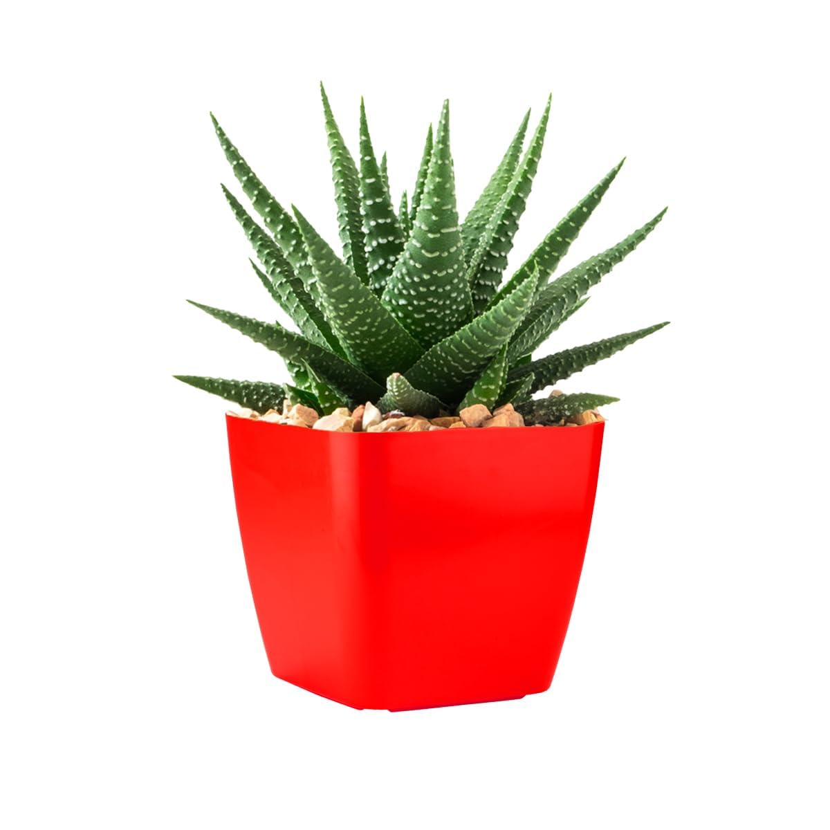 See full amazon price history chart for JESAA GREENS Zebra Haworthia, | Zebra Cactus | Succulent Air Purifier Indoor Live Plant with Red Square Plastic Pot | Striking Succulent | For Living Room Bedroom Home and Office Décor | Set of 1 JESAA GREENS Zebra Haworthia, | Zebra Cactus | Succulent Air Purifier Indoor Live Plant with Red Square Plastic Pot | Striking Succulent | For Living Room Bedroom Home and Office Décor | Set of 1 (B0D311XNZ5) Amazon Price History, Amazon Price Tracker