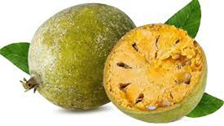 MARINE TREE Fresh BEL Fruits Live Plants | Healthy Fruit Live Plant | Garden Decor for Indoor & Outdoor Use (Pack of 1) (B0BP7YHM7P) Amazon Price History, Amazon Price Tracker
