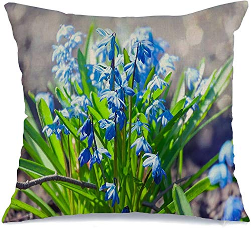 Pillow Cover Closeup Garden Blue Scilla First Or Bloom Flowers Siberica Siberian Nature Parks Outdoor Decorative Linen Throw Pillow Case 16 x 16 Inch for Sofa Car Bedding Decoration