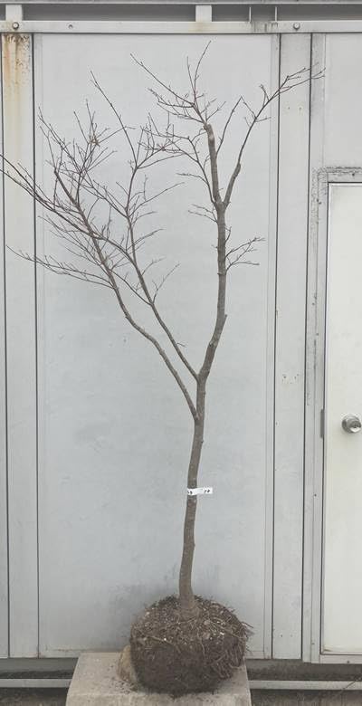 信州産ニゲラ・矢車草・おまけの金梅草 ヤグルマギクとニゲラ｜園芸