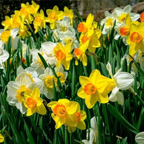 How cold can daffodils tolerate