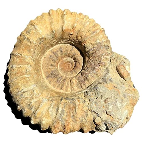 Agadir Ammonite