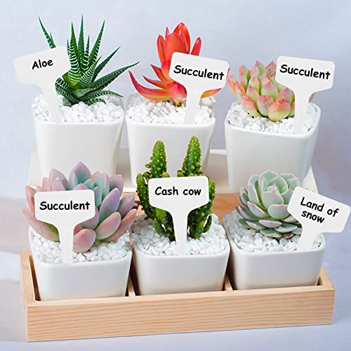 Pflanzschilder für Draussen, 6X10CM Pflanzenstecker, T-Typ Wetterfest Pflanzenschilder mit Marker zum Beschriften (100 Stk, Weiß) (100Pcs)