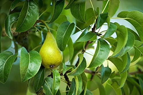 Image of Healthy Vibe Plants Live Babugosha European Pear Fruit Plant - Pack Of 1