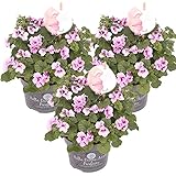 PELARGONIUM ANGEL PARFUM DAISY: Die Pelargonium ist besser bekannt als Geranie und verströmt einen wunderbaren Duft. Sie ist eine schöne Pflanze, um mehr Farbe in Ihren Garten zu bringen und ist zudem eine einfache Pflanze, um die Sie sich kaum kümmern mü