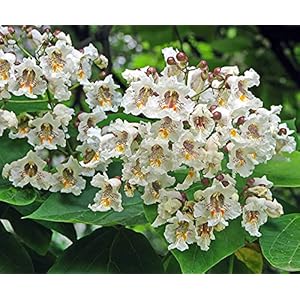 Normale trompetboom – Catalpa bignonioides – totale hoogte 100+ cm – pot Ø 26 cm