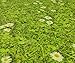 Tadi & Imperio1979 Alfombra vinílica Impresa Flores con césped digitalizada para salón,...