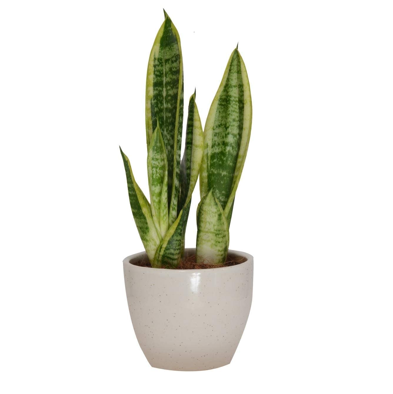 Sansevieria Trifasciata, Snake Plant, Mother-In-Law Tongue, Low Maintenance Air Purifier Plant (Long Green Leaves) (B0BKLPVC8Q) Amazon Price History, Amazon Price Tracker