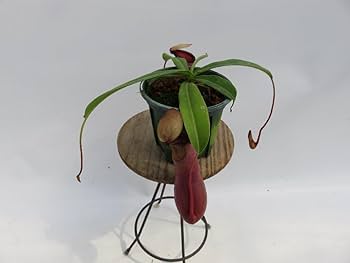 食虫植物 N.ventricosa (Quezon Prov.) ventricosa red Quezon No.1 #山田食虫植物農園 #食虫植物