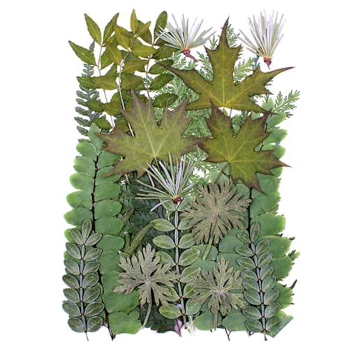Surakey 30 piezas hojas secas prensadas para manualidades miniatura 1