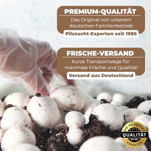Foto von Hawlik Pilzbrut - XXL BIO Kräuterseitling Zuchtset zum selber züchten - kinderleicht Bio Kräuterseitlinge züchten – Pilzzuchtset Kräuterseitling für zuhause