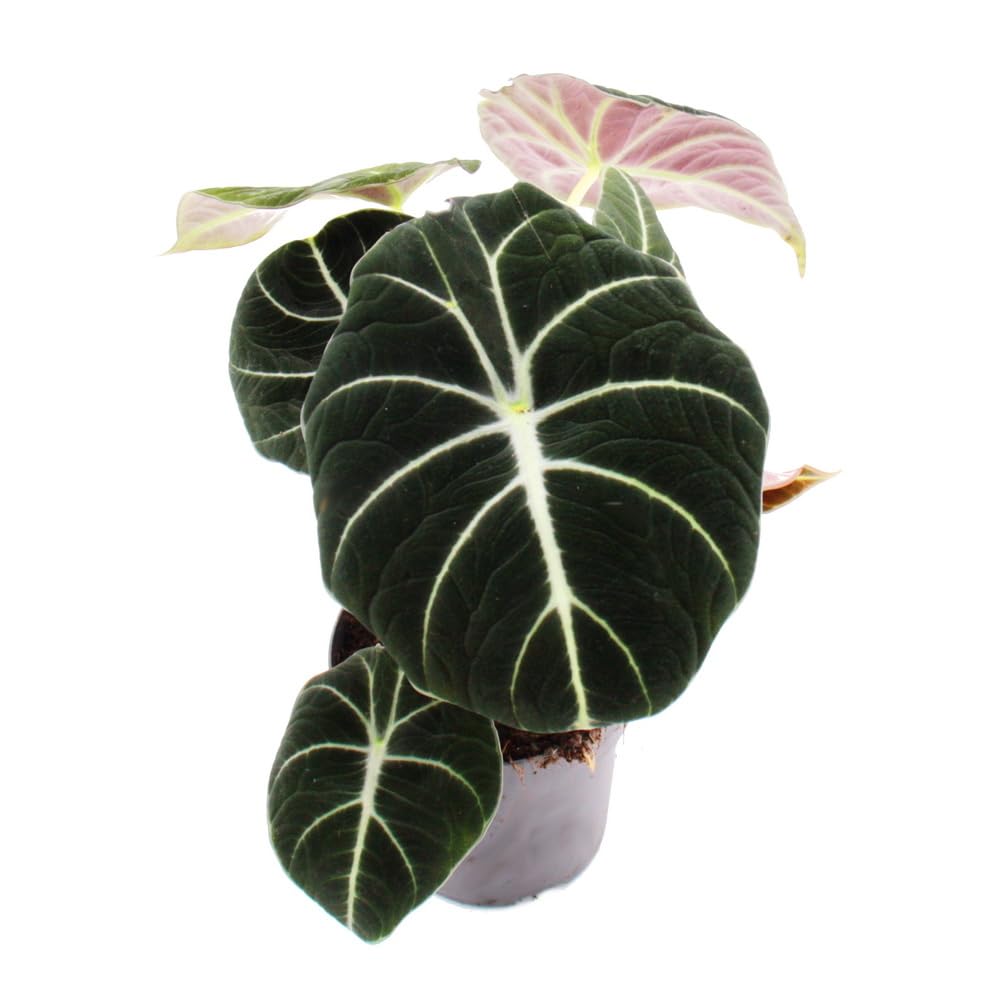 Exotenherz - Alocasia reginula Black Velvet - Tropenwurz - Alokasie - Pfeilblatt - 11cm Topf