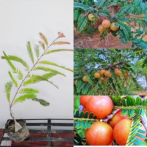 Image of Golden Bloom Thai Grafted Red Amla Fruit Plant And Tree