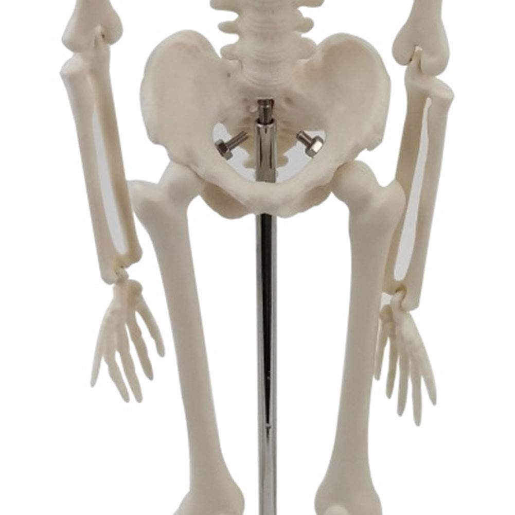 Model szkieletowy 45 cm, model szkieletowy z realistycznie wyglądającymi kości i ruchem do nauki nauki