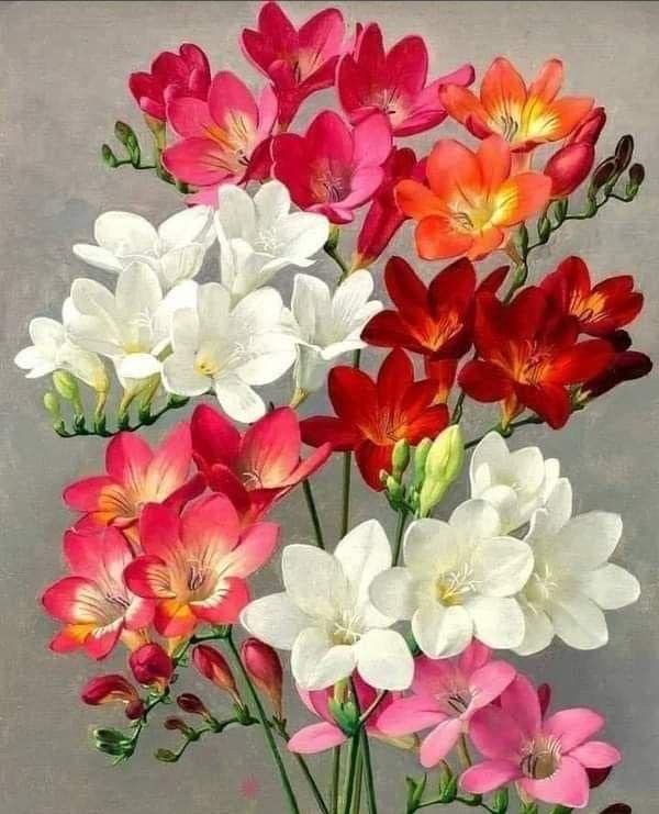 Siviga® Imported freesia flowers bulbs for Your Garden | mixed color freesia seeds Flowering Plants bulb | Summer Flowering bulbs for Planters pack of 2 bulbs (B0C5HKVLYN) Amazon Price History, Amazon Price Tracker