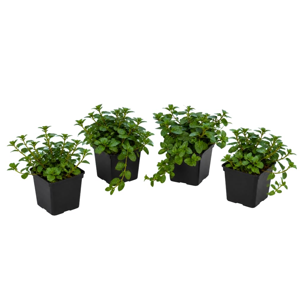 Mentha Piperita - DECOALIVE - Menta Común - Set de 4 Flores - 25-30 cm de Altura - para Hogar y Jardín